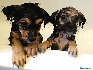 Mixed Breed dogs Beautiful Shorkie-Poo / Pom-Poo Puppies - Advert 16