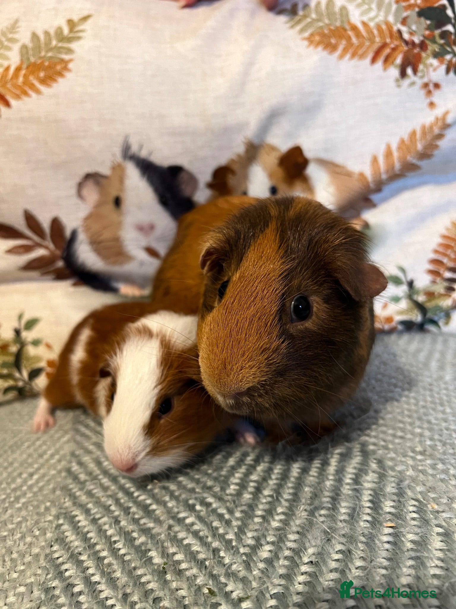 Guinea Pig rodents Father and Son Male Guinea Pigs for Adoption - Advert 1