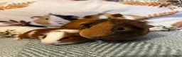 Guinea Pig rodents for sale: Father and Son Male Guinea Pigs for Adoption - Advert 1
