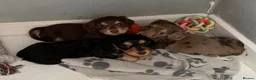Dachshund dogs for sale: KC reg long hair dachshunds  - Advert 13