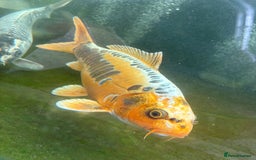 Other/Mixed Breed fish for sale: Koi carp, orphs, mirror carp - Image 14