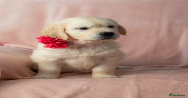 Golden Retriever dogs - Advert 11