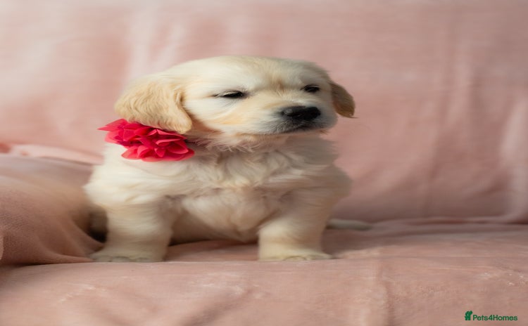 Golden Retriever dogs - Advert 7