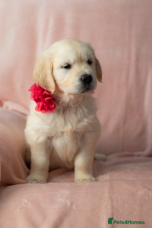 Golden Retriever dogs - Advert 6