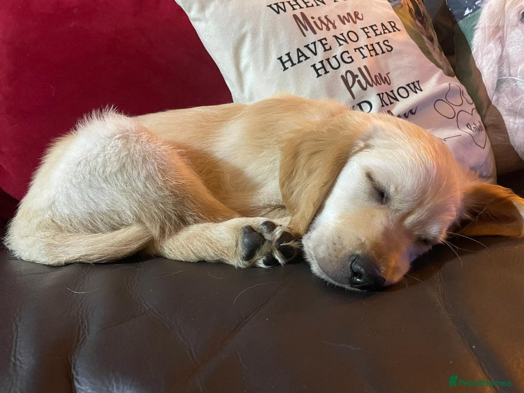 Golden Retriever dogs for sale: Fully vaccinated KC registered golden retriever  - Image 12