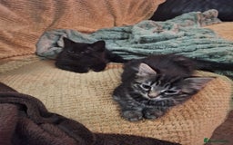 Domestic Shorthair cats for sale: 2 male kittens ready to leave today!  - Image 27