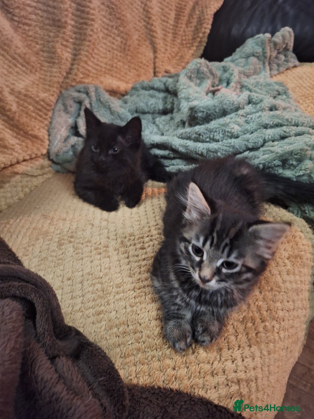 Domestic Shorthair cats for sale: 2 male kittens ready to leave today!  - Image 27