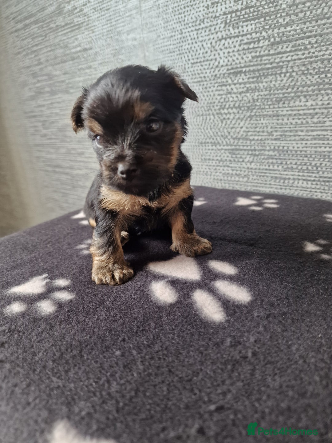 Yorkshire Terrier dogs for sale: Yorkshire terrier puppy's  - Image 4