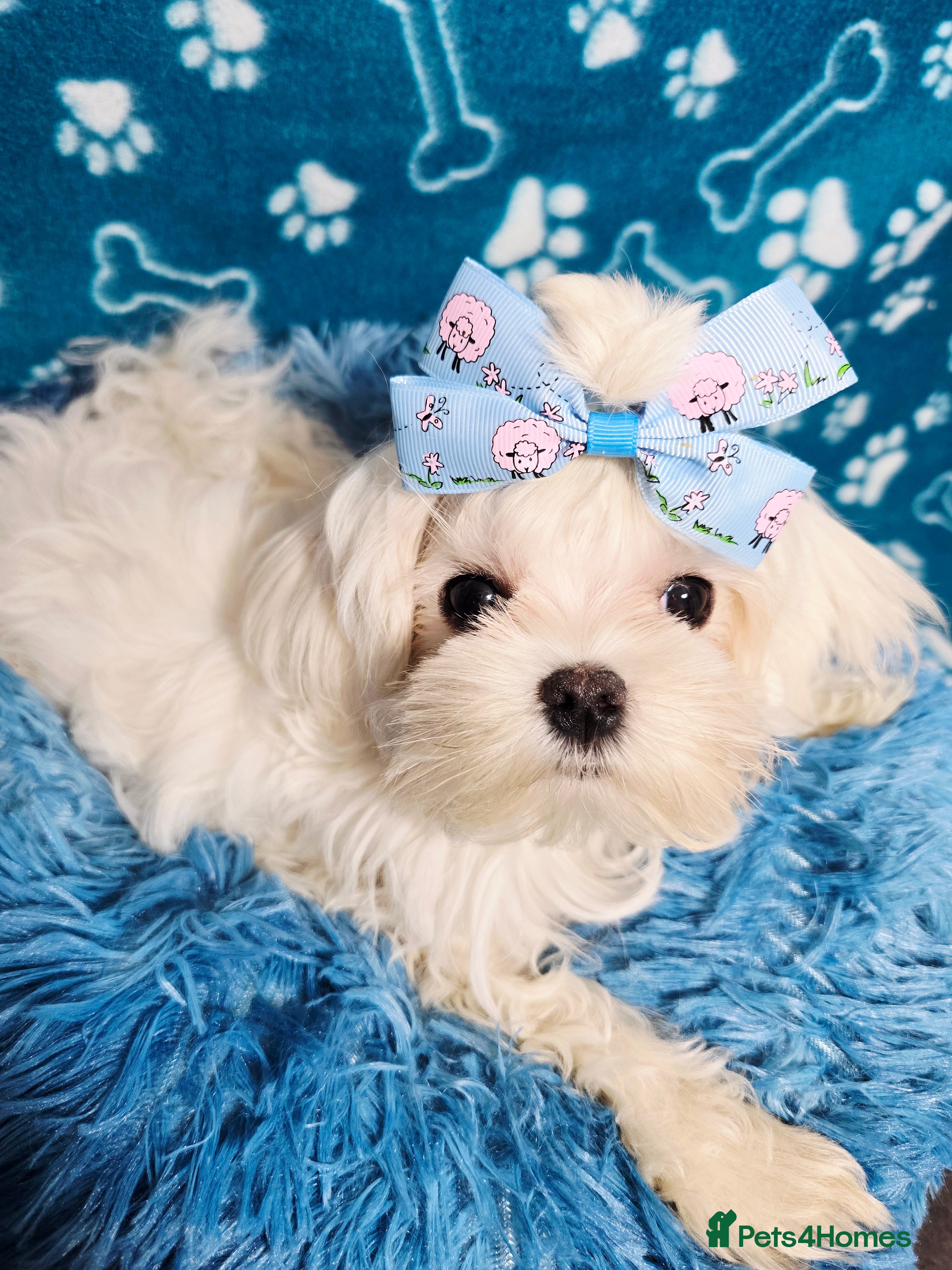 Maltese dogs Full Korean KC maltese boy London - Advert 13