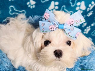 Maltese dogs Full Korean KC maltese boy London - Advert 8