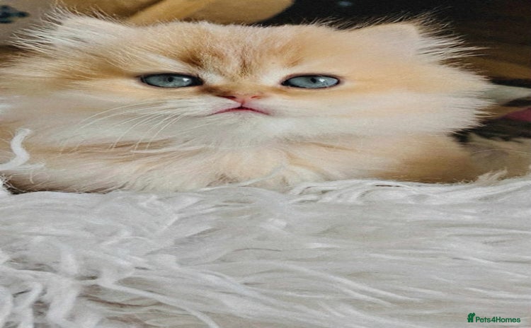 British Longhair cats - Advert 2