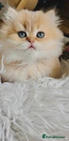 British Longhair cats - Advert 2