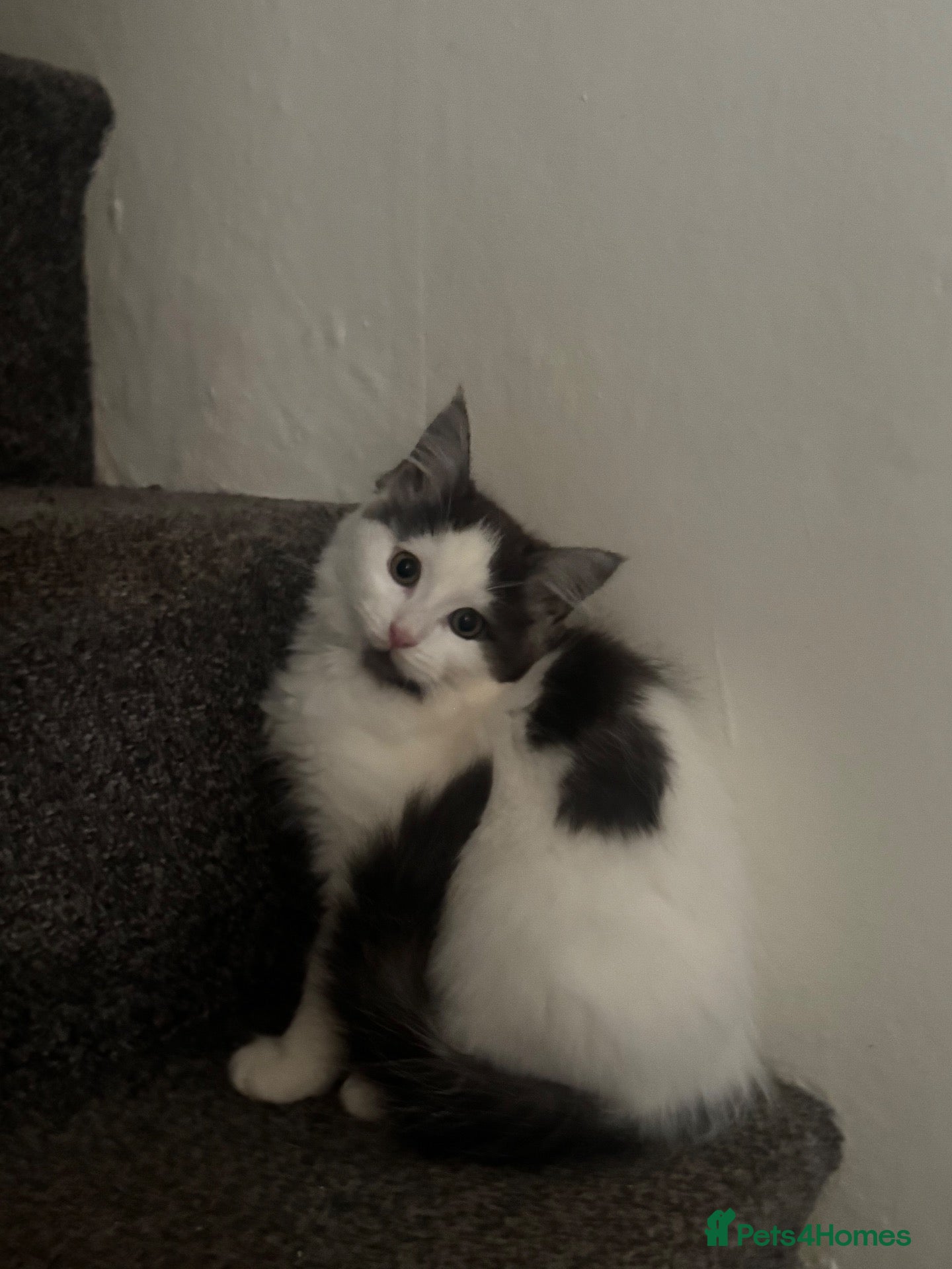 Ragcoon cats 💙 Beautiful Radoll/Maincoon Kittens🐾 - Advert 1