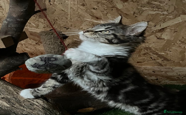 Maine Coon cats - Advert 2