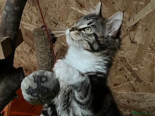 Maine Coon cats - Advert 24