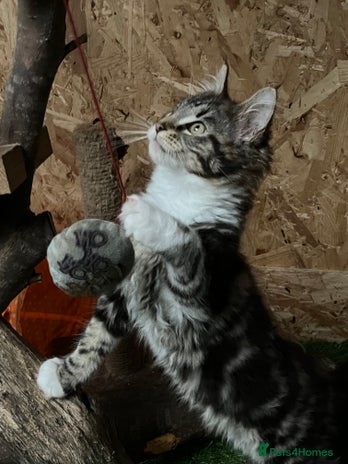 Maine Coon cats - Advert 2