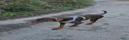 Mixed Breed dogs for sale: Black Doberman x Collie puppy under 4months old - Advert 9