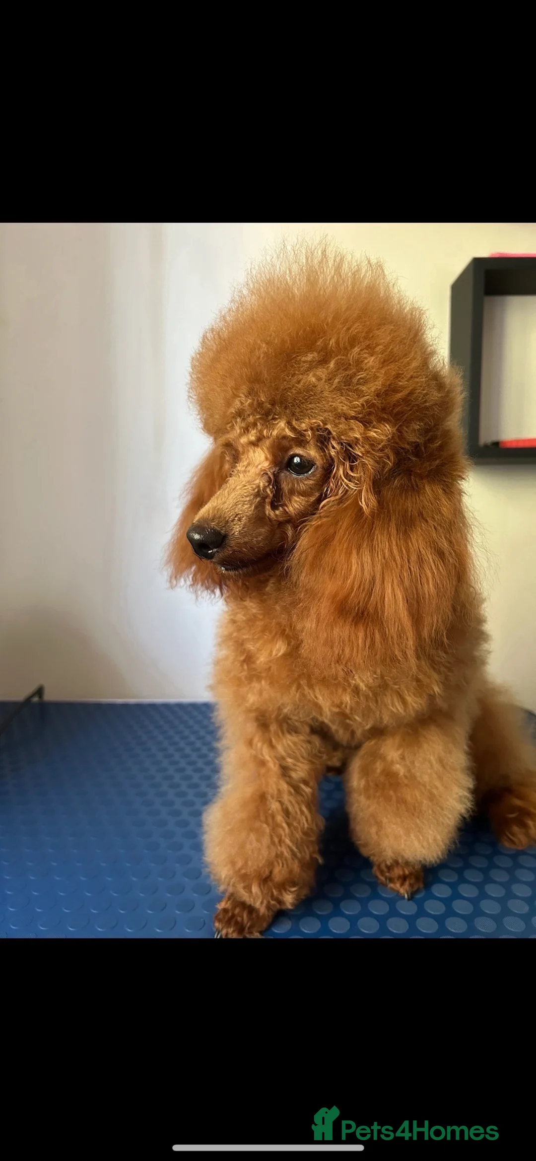 Toy Poodle dogs for sale: Exquisite Toy poodle female puppy - Advert 5