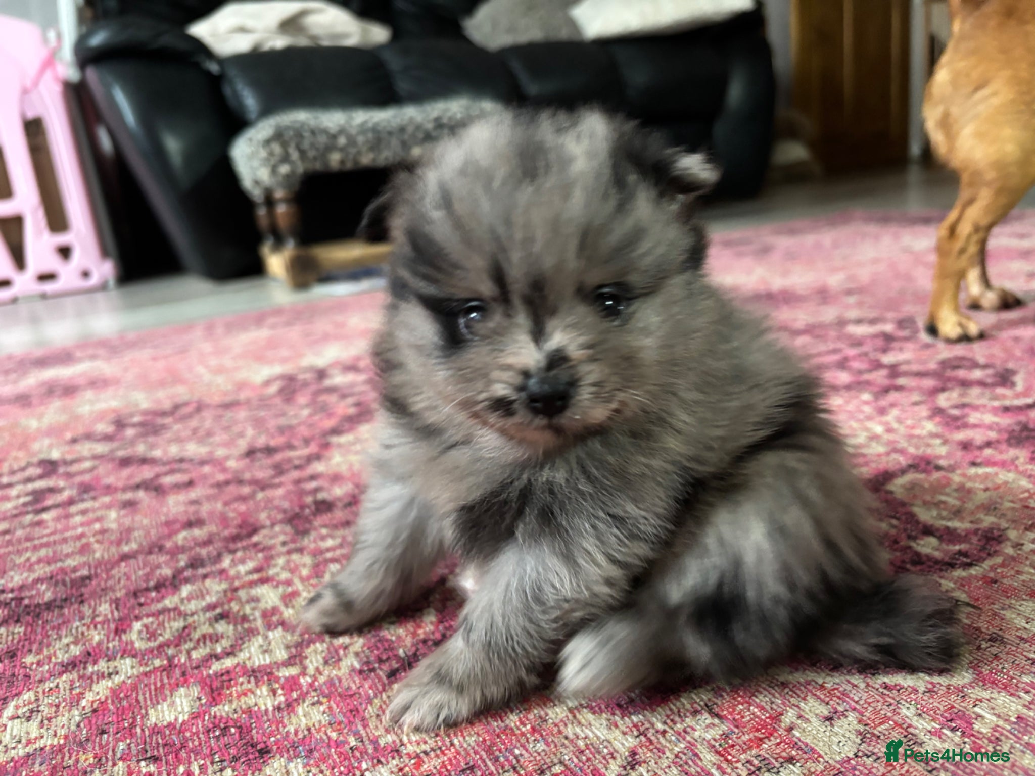 Pomeranian dogs Primroses precious Pom pups - Advert 11