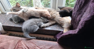 Mixed Breed cats - Advert 3