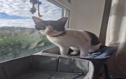Arabian Mau cats for adoption: Beautiful Oreo - Image 6