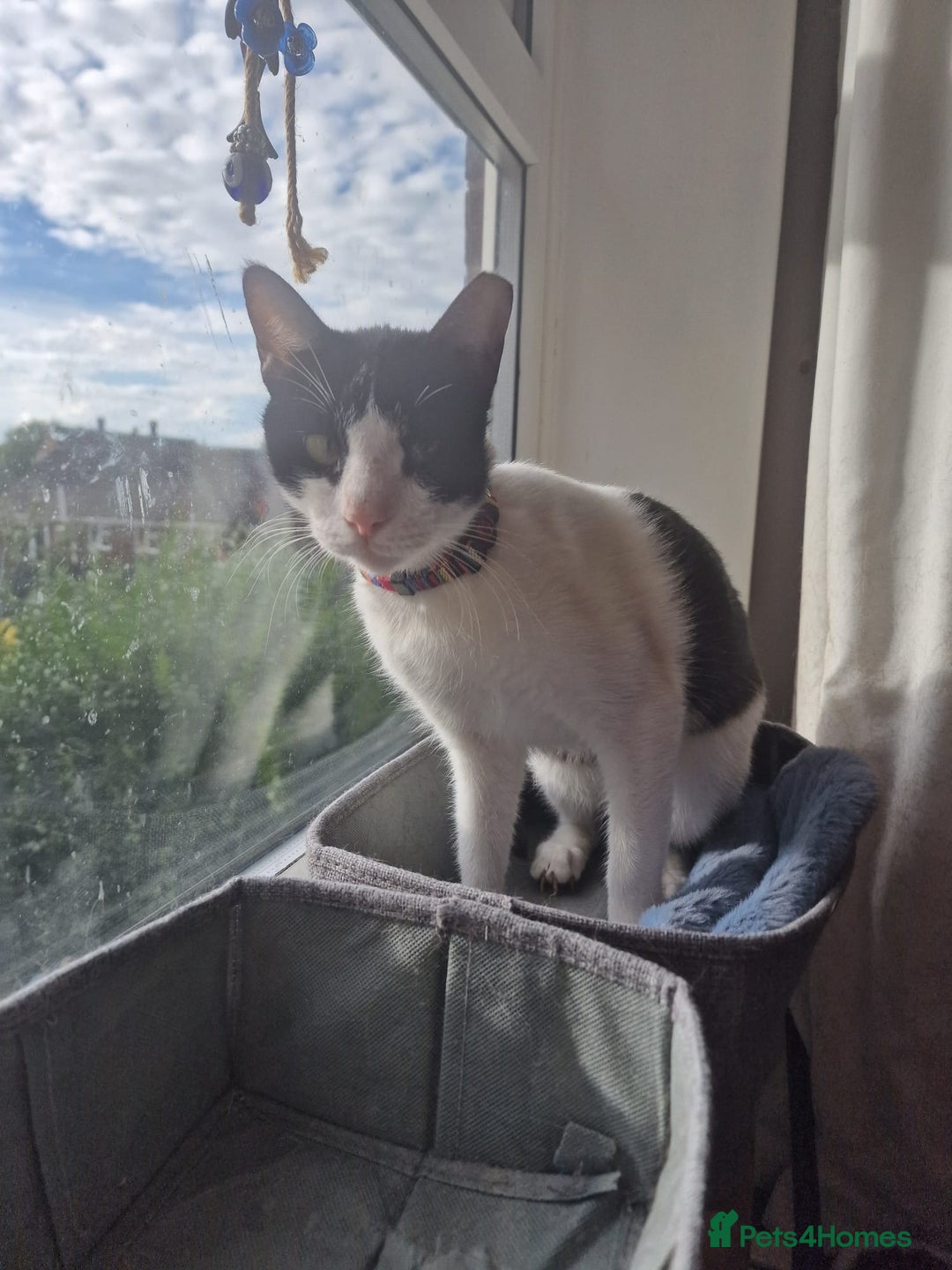 Arabian Mau cats for adoption: Beautiful Oreo - Image 6