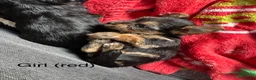 Yorkshire Terrier dogs for sale: adorable mini Yorkshire terrier puppies for sale in Bolton - Advert 10