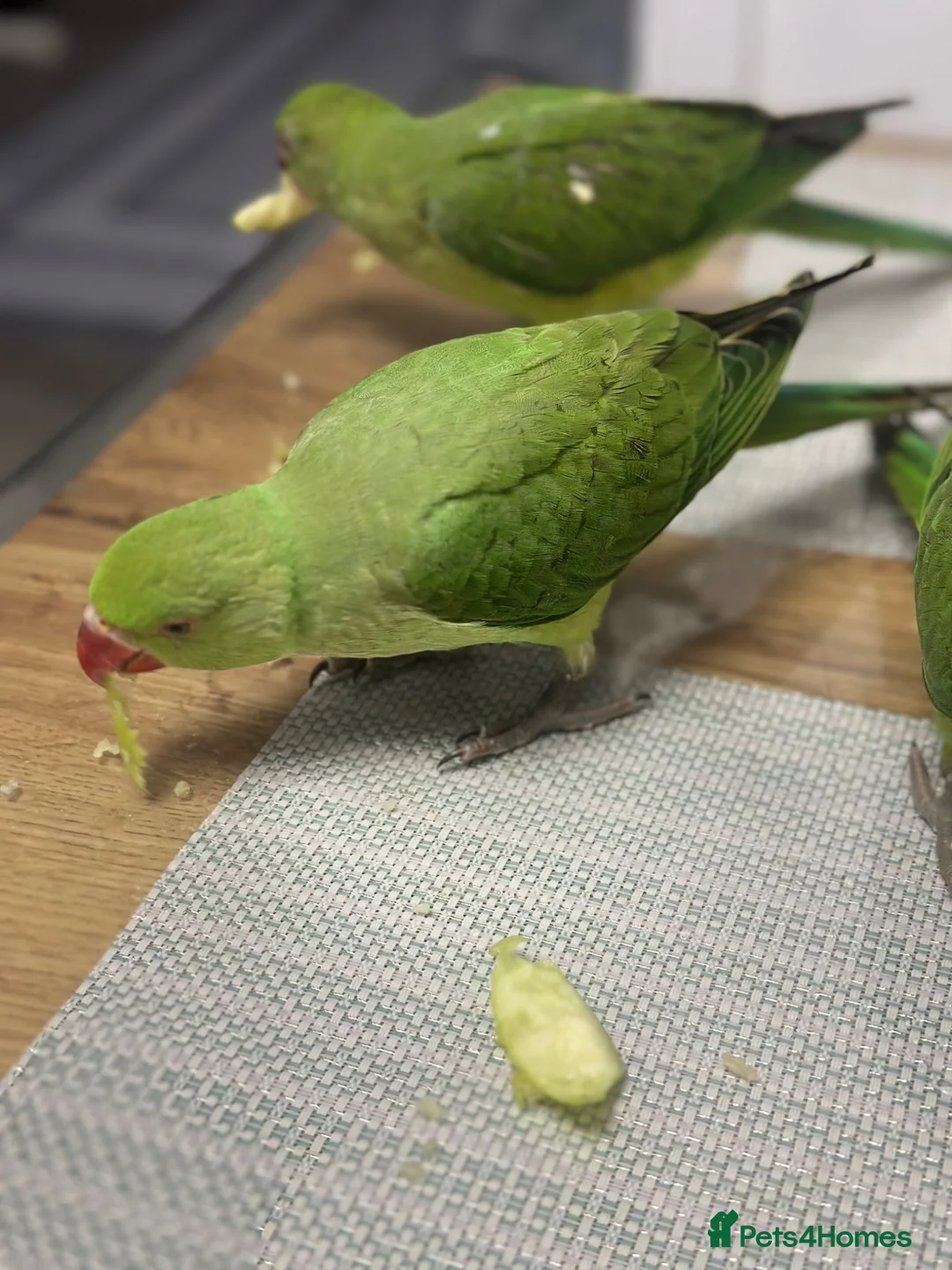 Parrots birds for sale: Alexandrine parakeet in Basildon - Advert 2