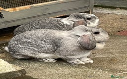 German Lop rabbits for sale: 4 x German lop babies (PET homes!) in Cramlington - Image 6