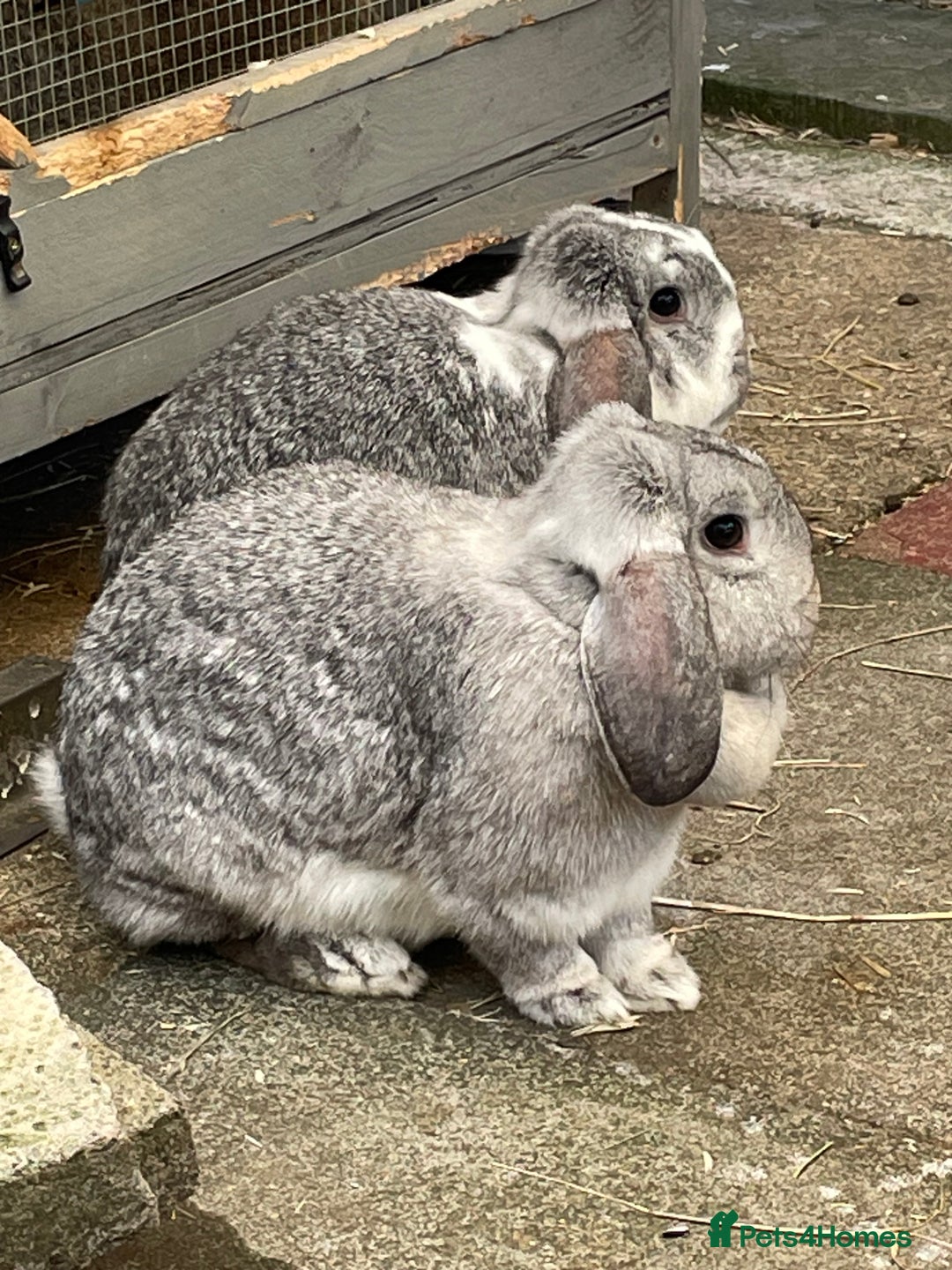 German Lop rabbits for sale: 4 x German lop babies (PET homes!) in Cramlington - Image 6