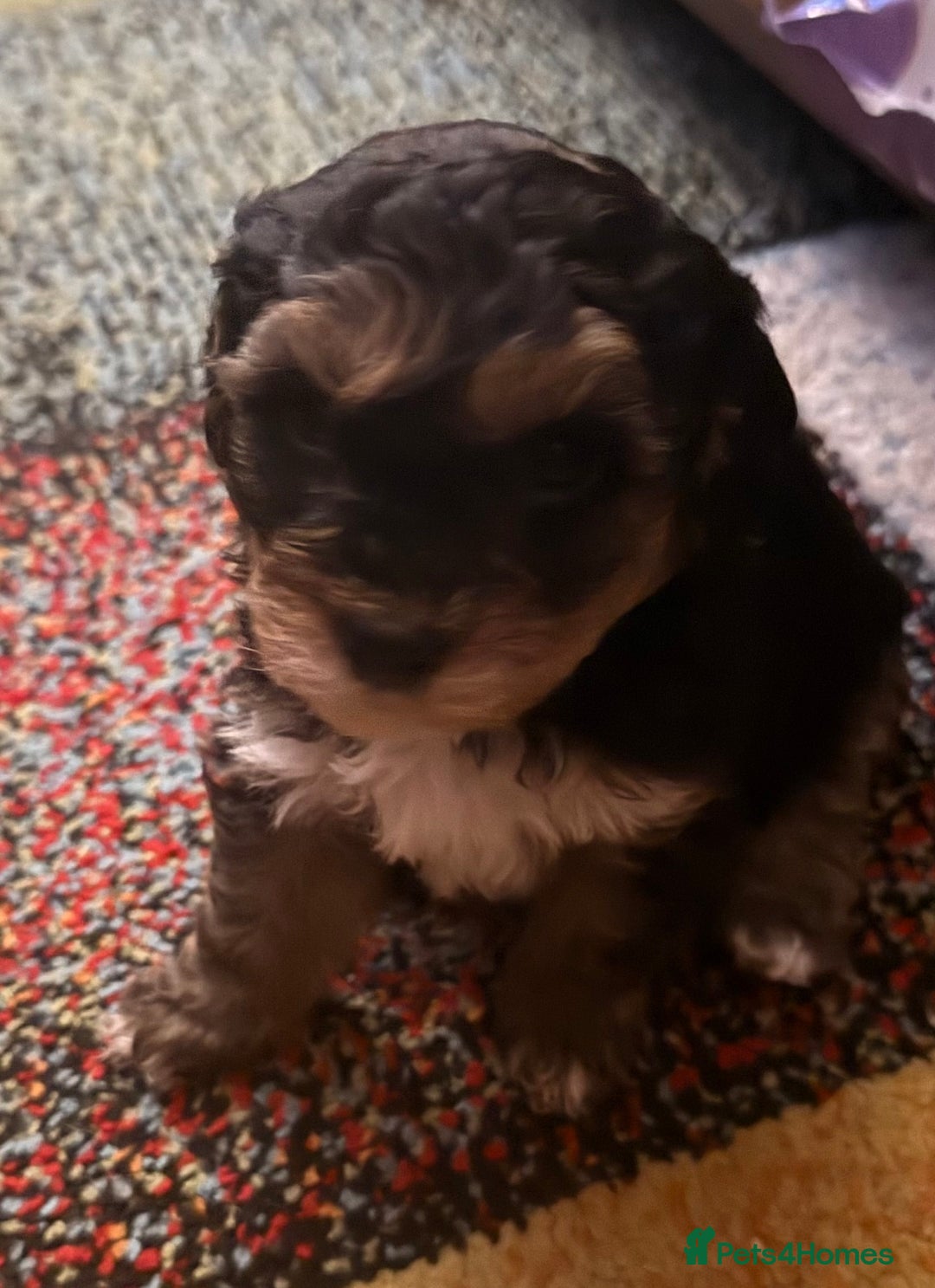 Shihpoo dogs for sale: Shihpoo - Advert 6