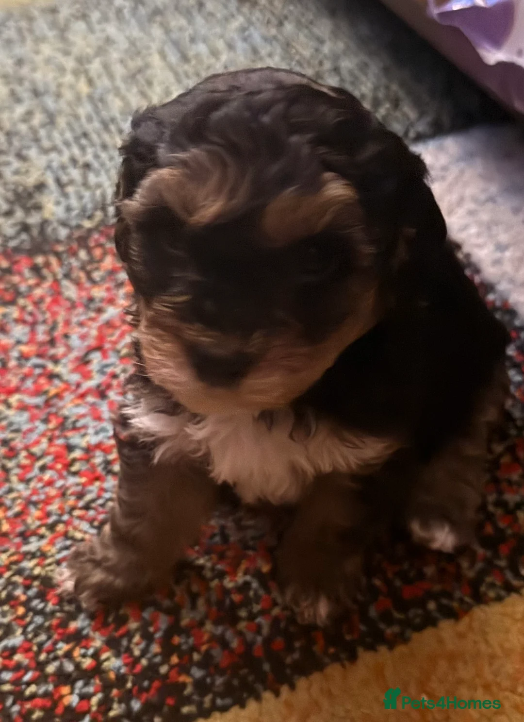 Shihpoo dogs for sale: Shihpoo - Advert 9