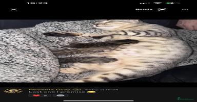 Bengal cats - Advert 3