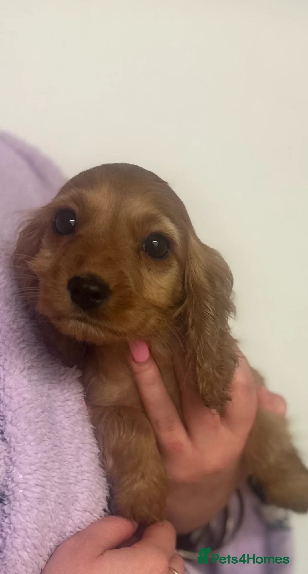 Cockalier dogs for sale: cockalier puppy’s  - Advert 2