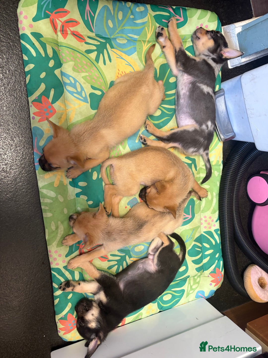 Mixed Breed dogs for sale: FrenchieXPomeranian  - Image 20