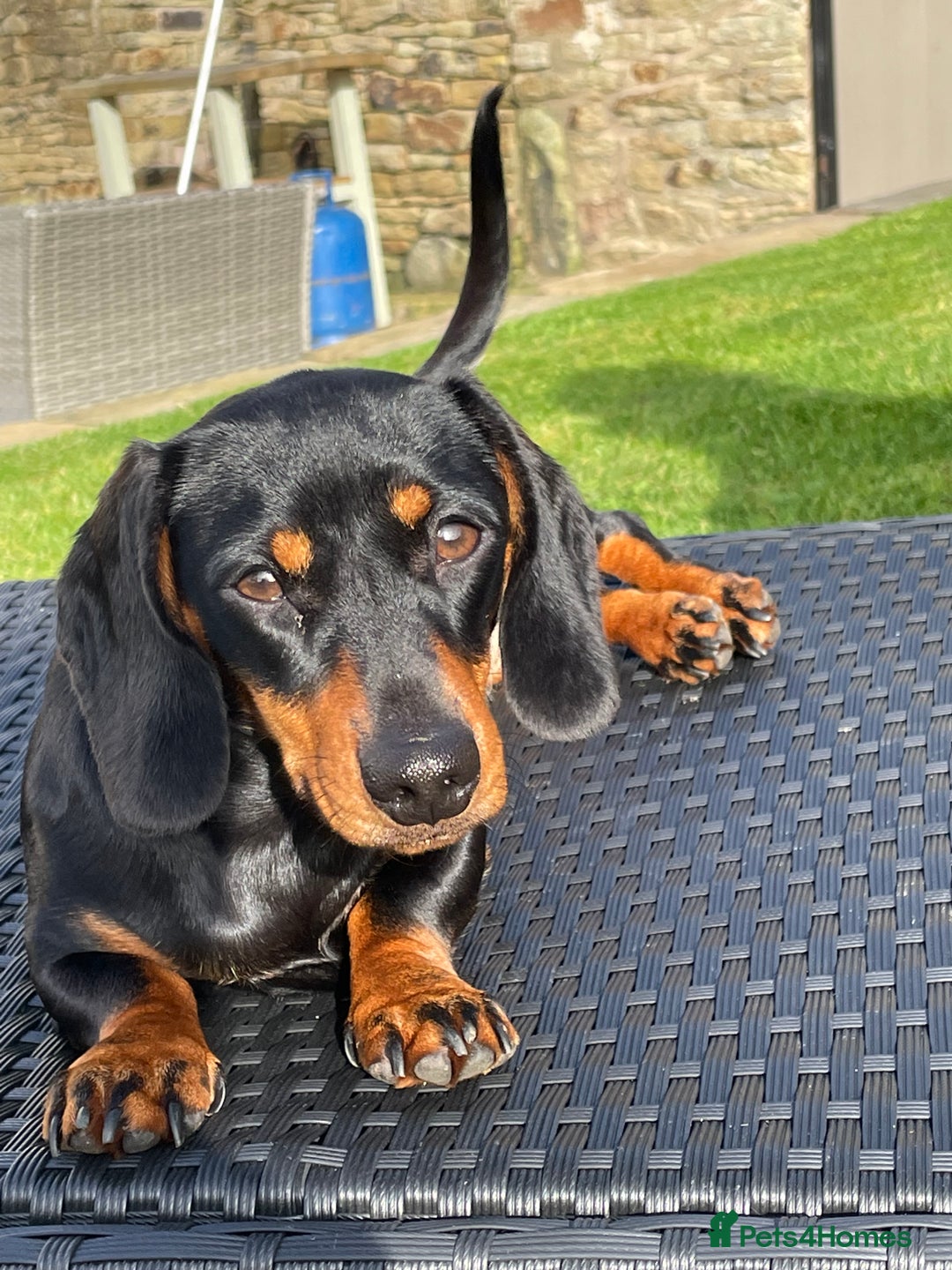 Miniature Dachshund dogs for sale: KC Reg, Health tested, miniature Dachsund Puppies - Image 19