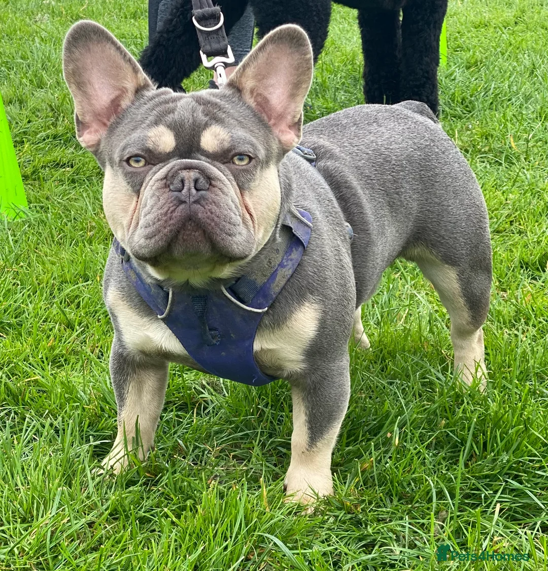 French Bulldog dogs for stud: L4 FLUFFY STUD - LILAC & TAN in Consett - Advert 3