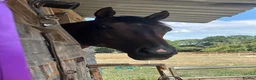 English Thoroughbred horses for sale: Super safe teenagers dream  - Advert 23