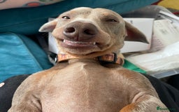 Miniature Dachshund dogs for stud: Isabella and tan mini dachshund - Image 2