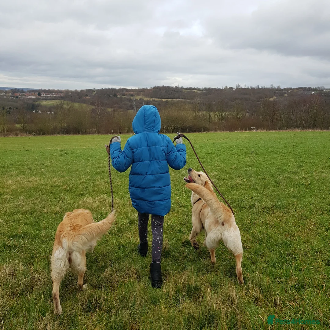 Golden Retriever dogs for sale: Golden Retriever puppies- 3 weeks old - Advert 15