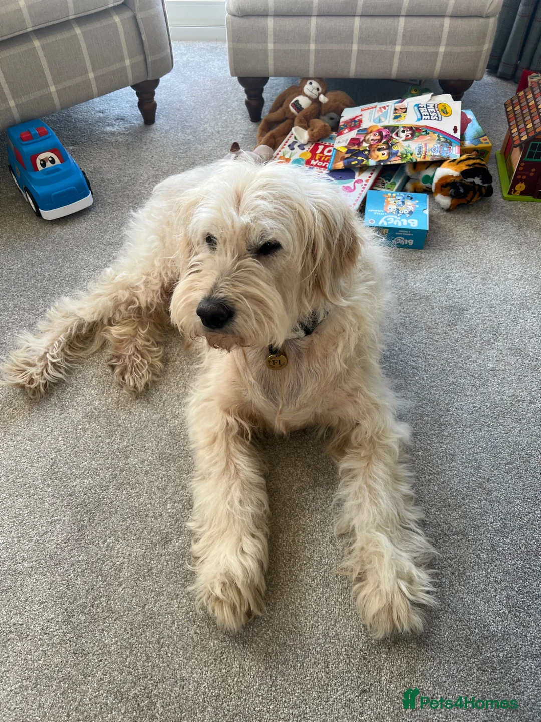 Goldendoodle dogs for sale: F1 Goldendoodle in Bolton - Advert 1