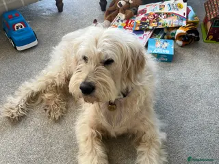 Goldendoodle dogs F1 Goldendoodle - Advert 2