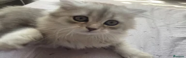 Scottish Fold Kitten 2