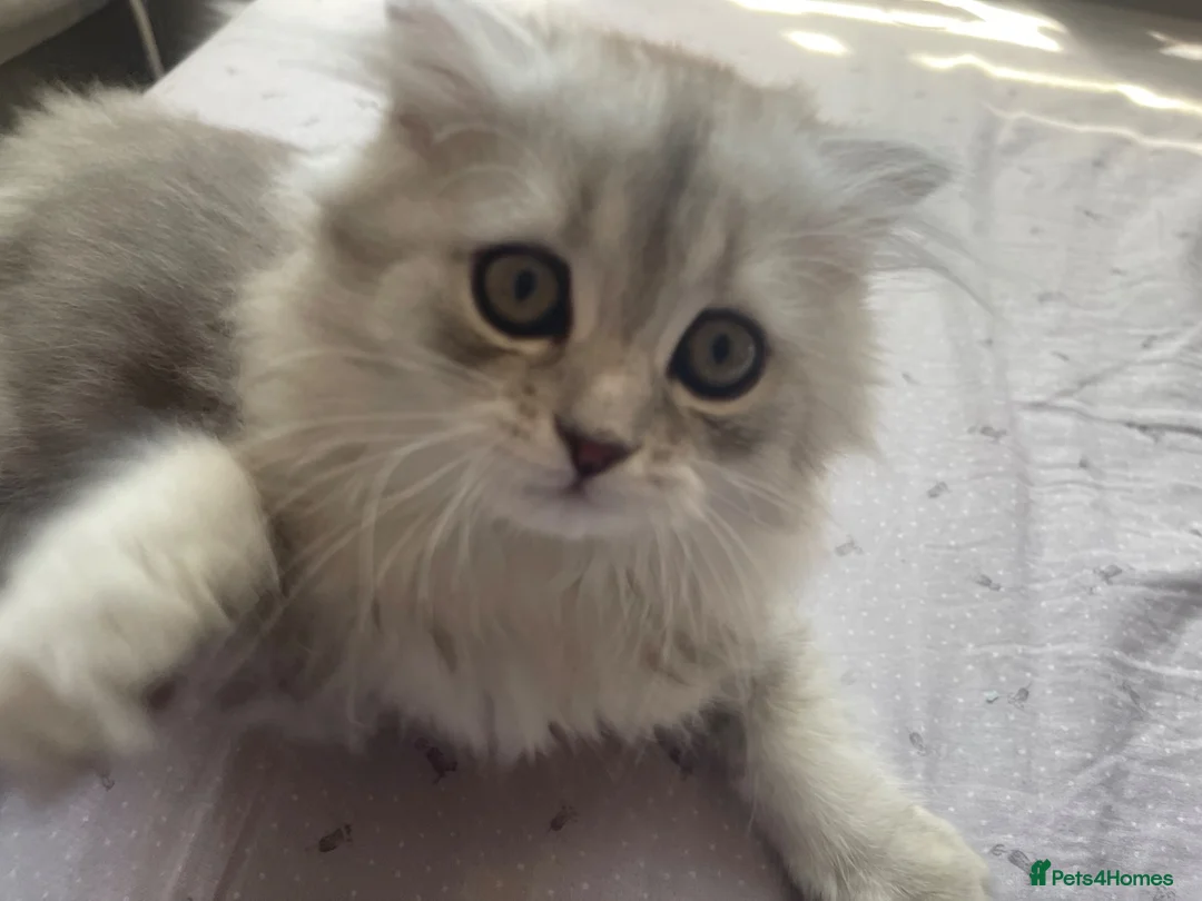 Scottish Fold cats for sale: Scottish Fold/Straight - Advert 2