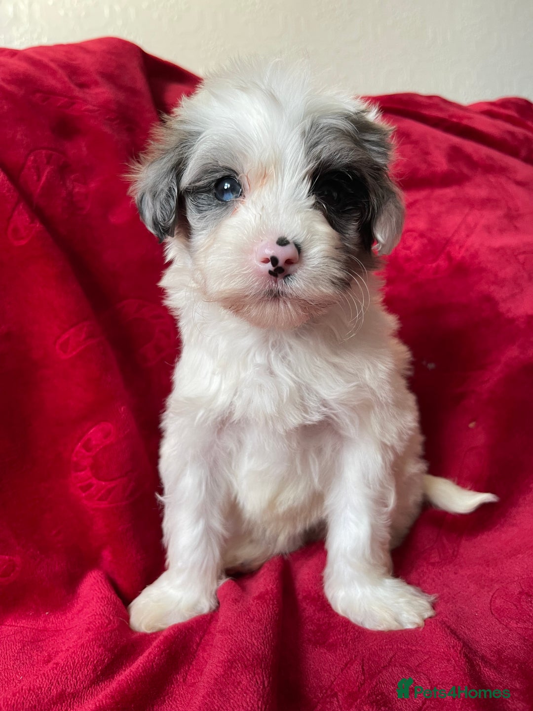 Yorkshire Terrier dogs for sale: Yorkshire terriers - Advert 1