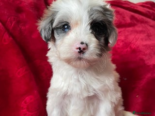 Yorkshire Terrier dogs Yorkshire terriers - Advert 1