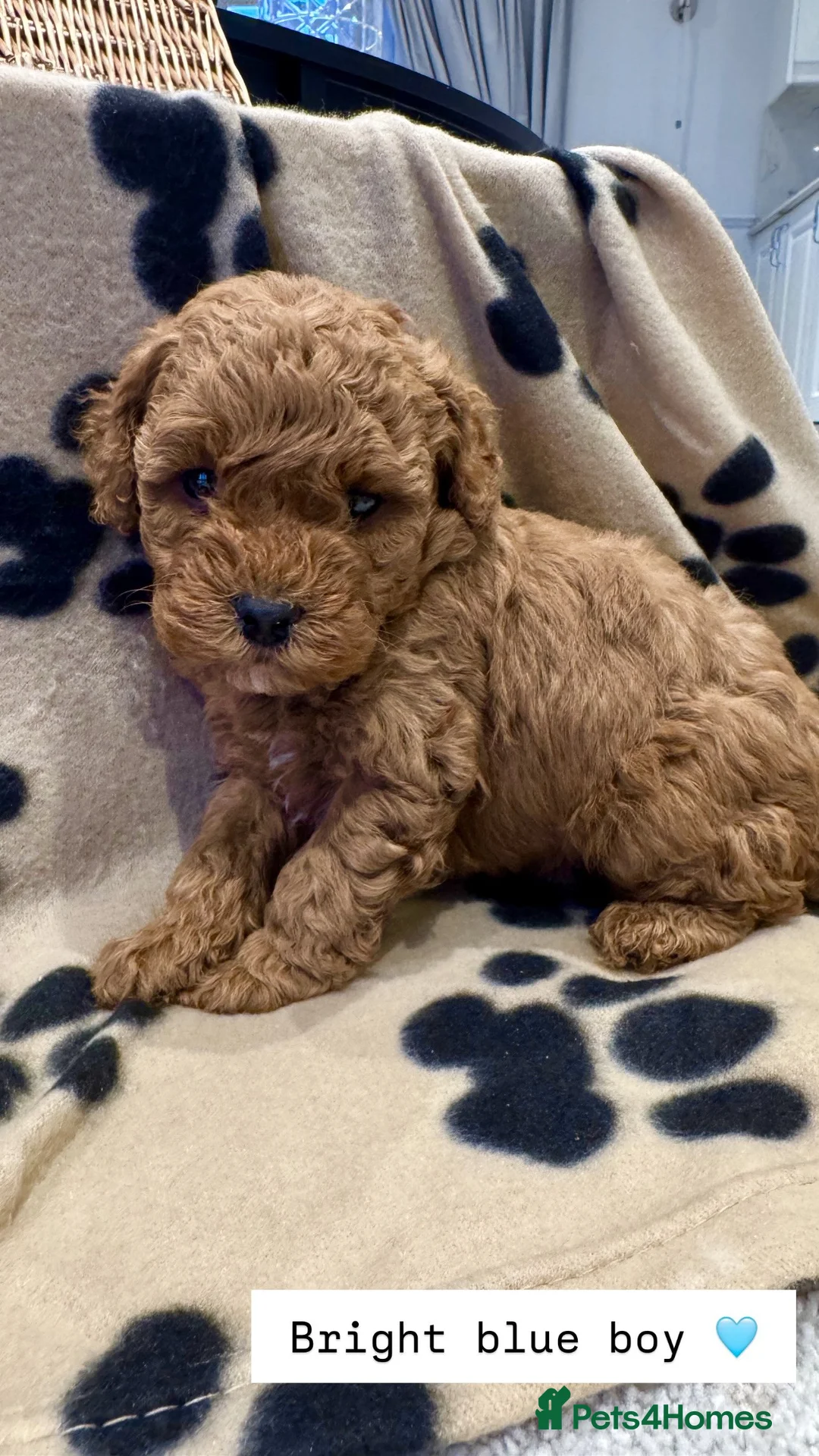 Cockapoo dogs for sale:  Stunning F1b Cockapoo Puppies Available  - Advert 4