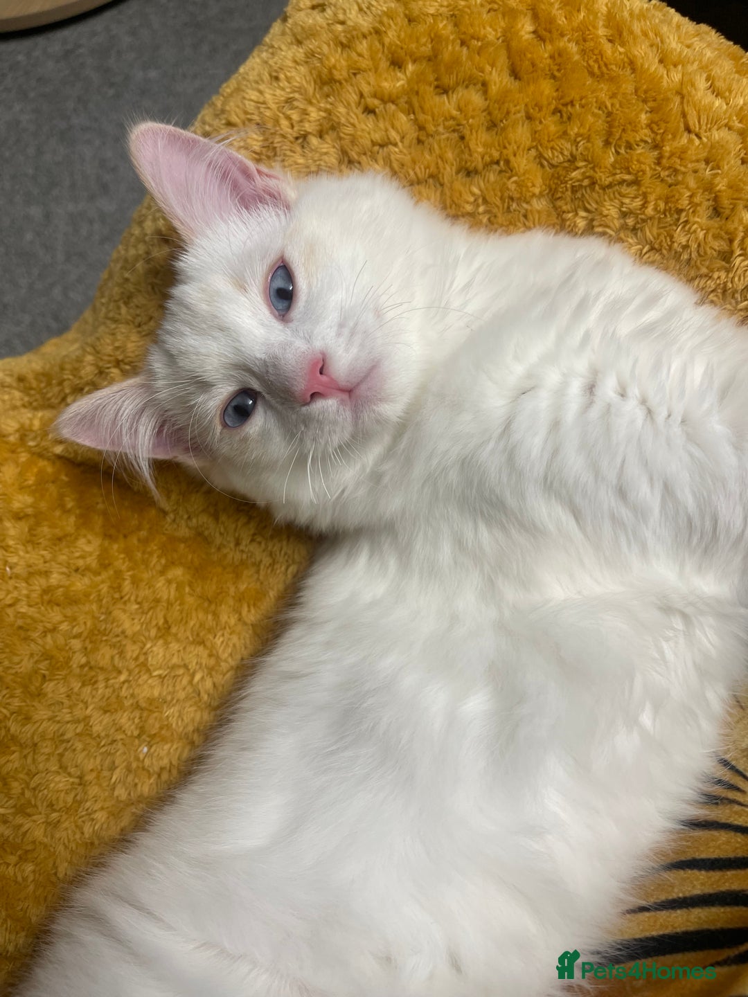 Ragdoll cats for sale: VERY RARE CREAM FLARE BICOLOUR RAGDOLL KITTEN - Advert 40