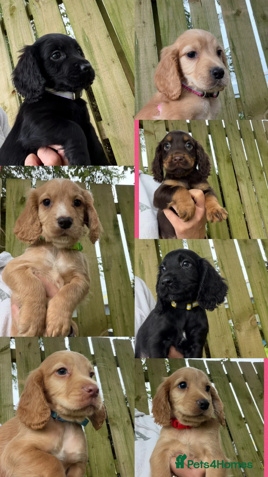 Cocker Spaniel dogs for sale: KC Registered Cocker Spaniels - Advert 1