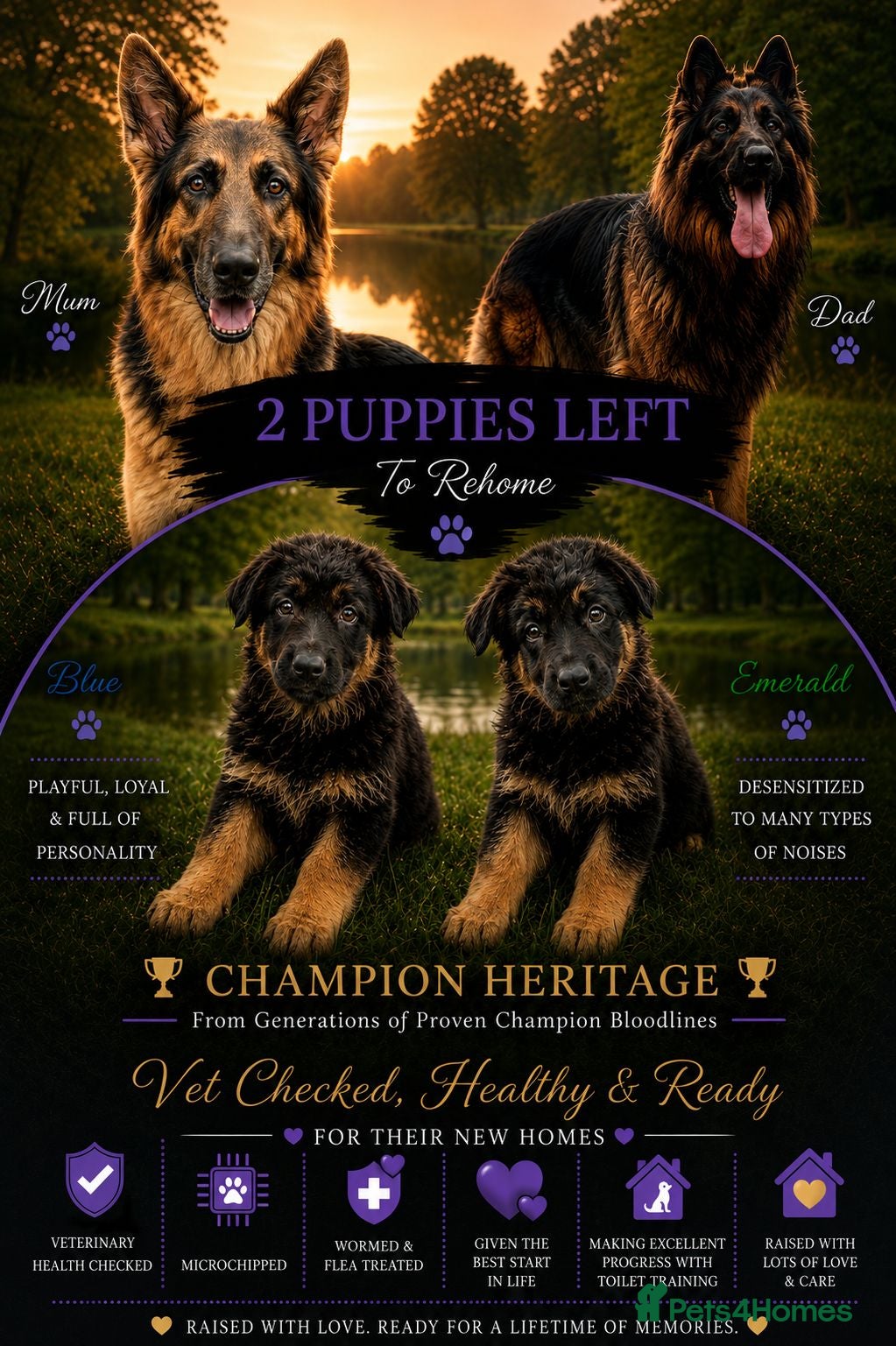 German Shepherd dogs 2 healthy straight back KC registered male GSP's  - Advert 1